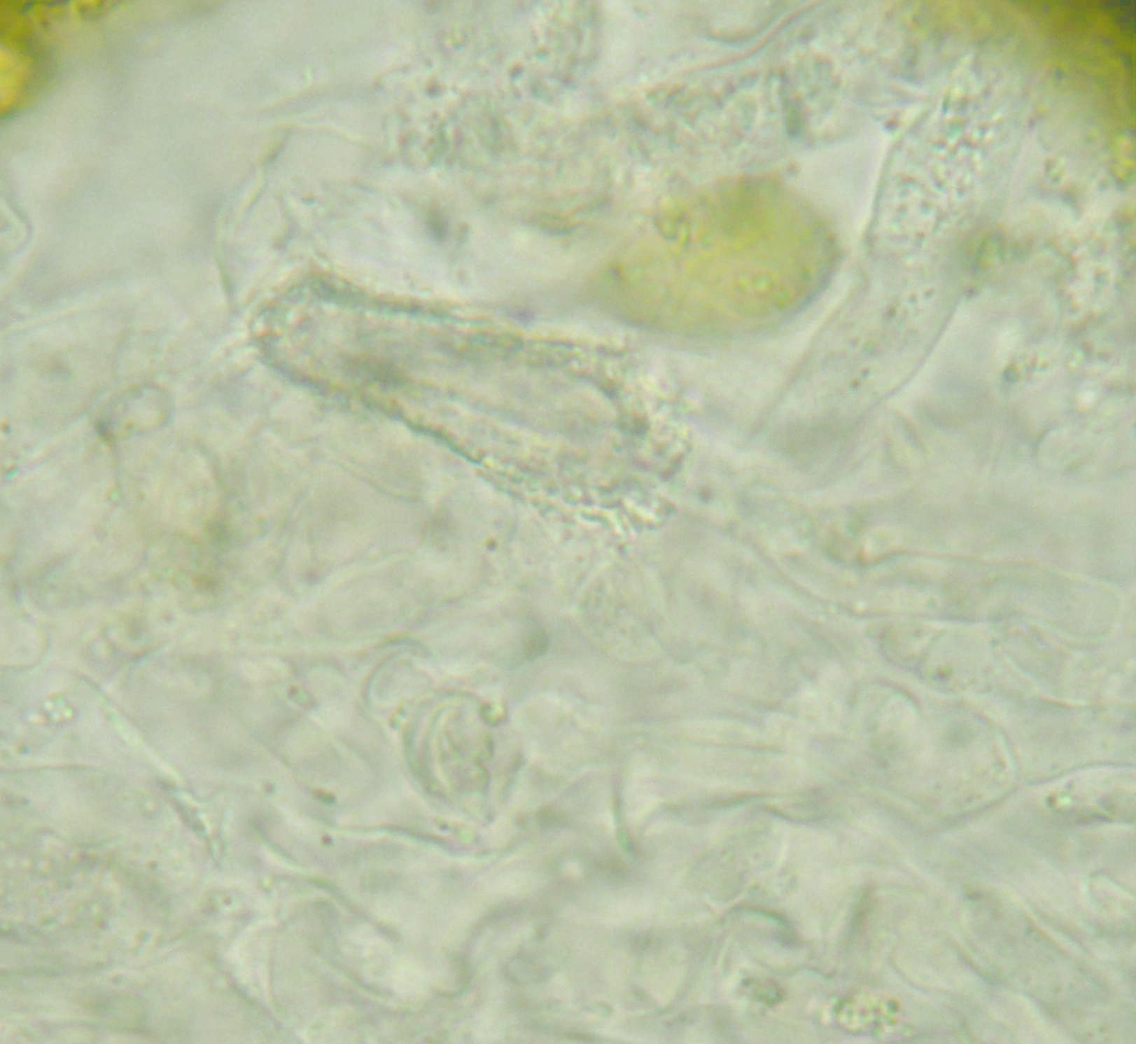Peniophora aurantiaca? (Peniophora aurantiaca)